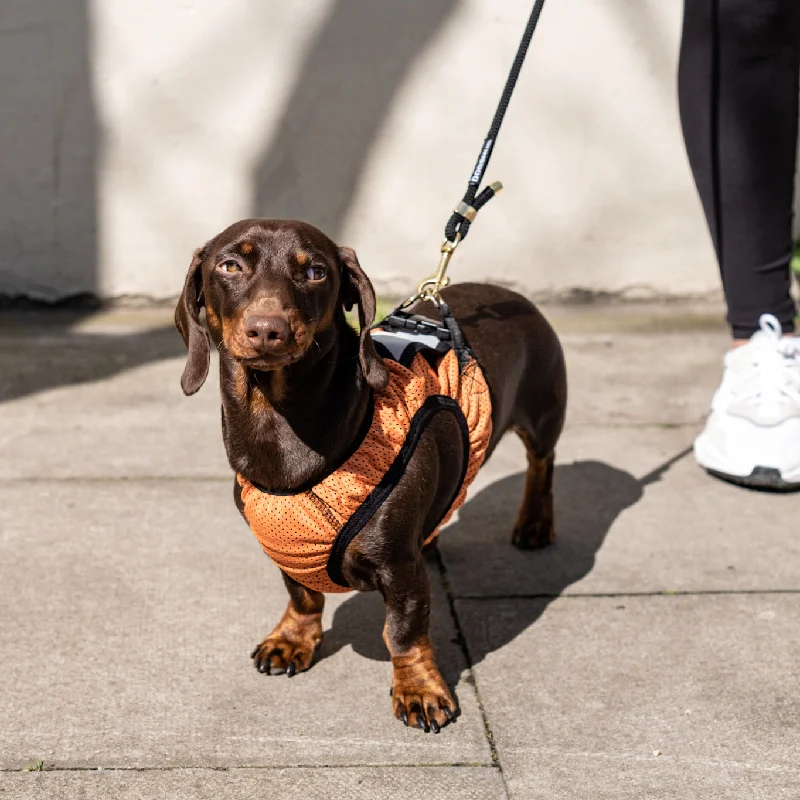 - Degradable pet feces bagDachshund Harness for Summer